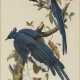 "Columbia Jay," actually Black-throated Magpie Jay - фото 1