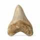 A MEGALODON TOOTH - Foto 1