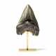 A FINE MEGALODON TOOTH - Foto 1