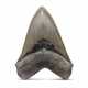 A LARGE MEGALODON TOOTH - Foto 1