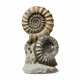TWO LARGE FRENCH AMMONITES - фото 1
