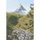 MEIJER, W. (auch Meyer, Schweizer Künstler 20./21. Jh.), "Zermatt mit Matterhorn", - photo 1