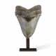 A VERY LARGE MEGALODON TOOTH - photo 1