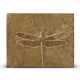 A LARGE FOSSIL DRAGONFLY - фото 1