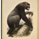 Memoir on the Gorilla, a presentation copy - Foto 1