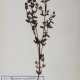 Herbarium. - фото 1
