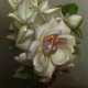 KLESTOVA, IRENE (1908-1989). White Roses - Foto 1