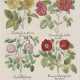 BESLER, BASILIUS. Rosa ex rubro nigricans - Rosa damasceno flore pleno - фото 1