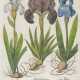 BESLER, BASILIUS. Iris Calcedonica - Caryophyllus indicus - Narcissus maior - Foto 1