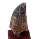 A FINELY SERRATED TOOTH OF A TYRANNOSAURUS-REX - фото 1