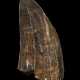 A FINELY SERRATED TOOTH OF A TYRANNOSAURUS-REX - photo 1