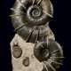 A "WINGED" AMMONITE GROUP - photo 1