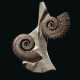 TWO UNCOILED SPINY AMMONITES - Foto 1