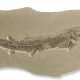 A LARGE FOSSIL FISH - photo 1