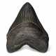 A VERY LARGE MEGALODON TOOTH - photo 1