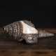 Muschelhorn 'Shanka' mit Silbermontierung und Schmucksteineinlagen - фото 1
