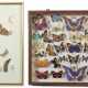 Diorama und Rahmen mit Schmetterlingen vielfältige Samm - Foto 1