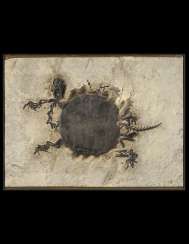AN EXCEPTIONALLY LARGE FOSSIL TURTLE SPECIMEN AN EXCEPTIONALLY LARGE FOSSIL TURTLE SPECIMEN