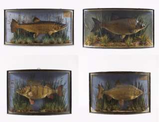 Four panorama boxes with fish Four panorama boxes with fish