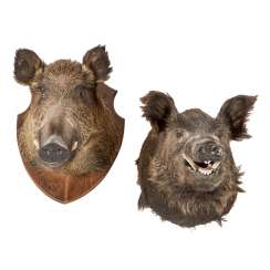 TWO Large hunting trophies TWO Large hunting trophies