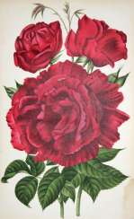 Journal des Roses Journal des Roses