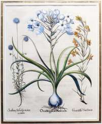 Jardin Eystettensis Jardin Eystettensis
