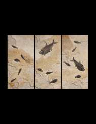 A LARGE FOSSIL FISH TRIPTYCH A LARGE FOSSIL FISH TRIPTYCH