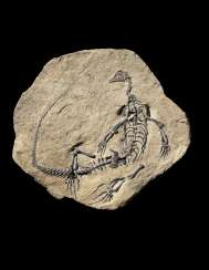 A PERMIAN DIAPSID FOSSIL CLAUDIOSAURUS A PERMIAN DIAPSID FOSSIL CLAUDIOSAURUS
