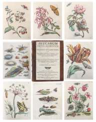 Merian Merian
