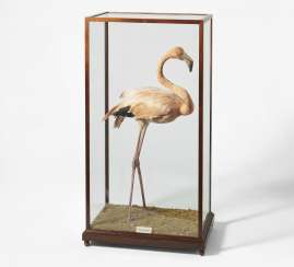 Standing flamingo Standing flamingo