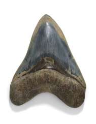 A BLUE MEGALODON TOOTH A BLUE MEGALODON TOOTH
