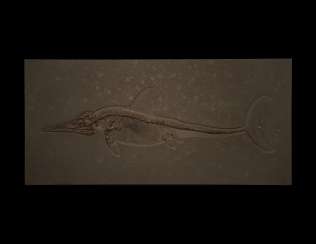 A FOSSIL ICHTHYOSAUR A FOSSIL ICHTHYOSAUR