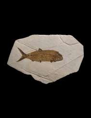 A LARGE FOSSIL FISH A LARGE FOSSIL FISH