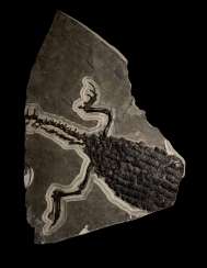 A LARGE PARTIAL FOSSIL CROCODILE SKELETON A LARGE PARTIAL FOSSIL CROCODILE SKELETON