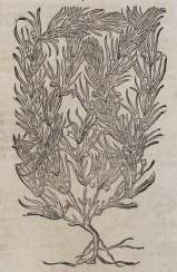 Tabernaemontanus JT Tabernaemontanus JT