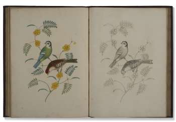 Natural history drawing manuals Natural history drawing manuals