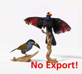 Fisher toucan and purple shield turaco Fisher toucan and purple shield turaco