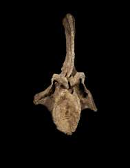 THE VERTEBRA OF AN APATOSAURUS THE VERTEBRA OF AN APATOSAURUS