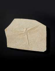 A LARGE FOSSIL DRAGONFLY A LARGE FOSSIL DRAGONFLY