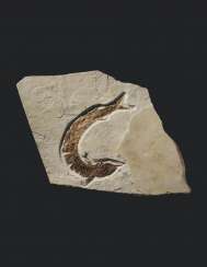 A LARGE FOSSIL RAY-FINNED FISH A LARGE FOSSIL RAY-FINNED FISH