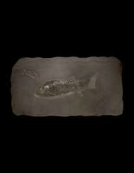 A LARGE FOSSIL PLAQUE WITH FISH AND BELEMNITE SPECIMENS A LARGE FOSSIL PLAQUE WITH FISH AND BELEMNITE SPECIMENS