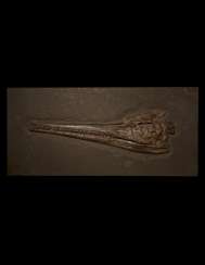 THE FOSSIL SKULL OF A TEMNODONTOSAURUS THE FOSSIL SKULL OF A TEMNODONTOSAURUS