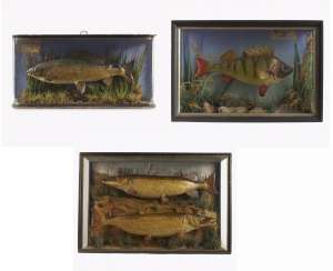 Three panorama boxes with fish Three panorama boxes with fish