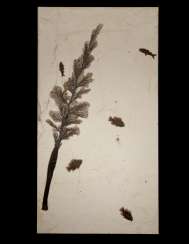 A LARGE FOSSIL PLAQUE WITH PALM FLOWER AND FISH SPECIMENS A LARGE FOSSIL PLAQUE WITH PALM FLOWER AND FISH SPECIMENS