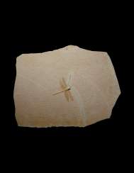 A LARGE FOSSIL DRAGONFLY A LARGE FOSSIL DRAGONFLY
