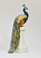 'Peacock 'Peacock