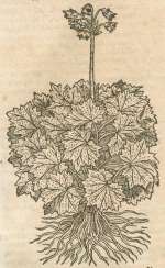 Tabernaemontanus, J.T. Tabernaemontanus, J.T.