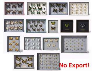 Fifteen entomological boxes with butterflies Fifteen entomological boxes with butterflies