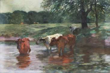 Cows in the river Cows in the river