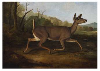 Джон Вудхаус Audubon (1812-1862) Джон Вудхаус Audubon (1812-1862)